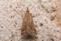 Synaphe punctalis