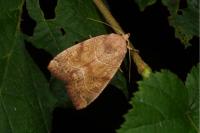 Cosmia trapezina