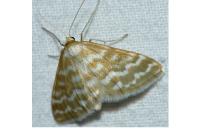 Idaea sericeata