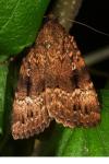 Amphipyra pyramidea/Amphipyra berbera
