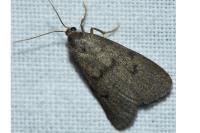 Apaidia mesogona