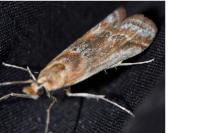 Ancylosis cinnamomella