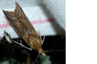 Ancylosis cinnamomella