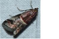 Acrobasis marmorea
