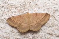 Scopula rubiginata