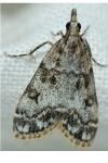 Eudonia lacustrata