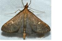 Dolicharthria aetnaealis