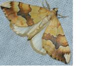 Cidaria fulvata