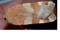 Noctua tirrenica