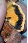 Noctua interposita