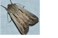 Leucania comma