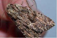 Apamea syriaca