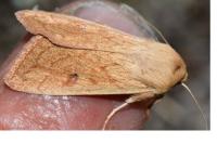 Mythimna vitellina