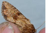 Apamea sublustris