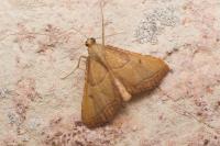 Endotricha flammealis