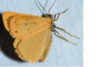 Setina irrorella