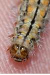 Manulea palliatella