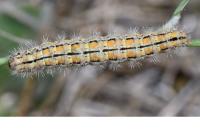 Manulea palliatella