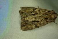 Apamea monoglypha monoglypha