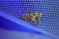 Eudonia mercurella