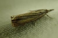 Chrysoteuchia culmella