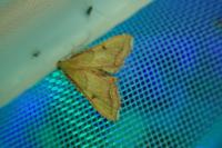 Endotricha flammealis
