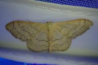 Idaea aversata