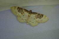 Idaea rusticata
