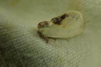 Cilix glaucata