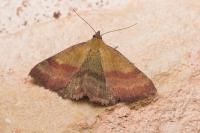 Phytometra viridaria