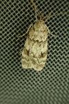 Scoparia ambigualis