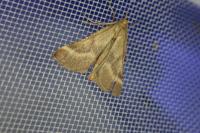 Synaphe punctalis