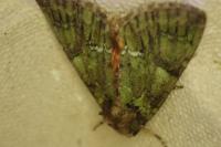 Polyphaenis sericata