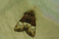 Mesoligia furuncula