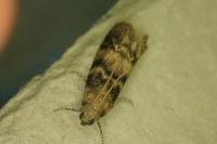 Euzophera pinguis