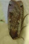 Noctua pronuba