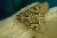 Oligia latruncula