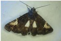 Aedia funesta