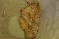 Selenia dentaria