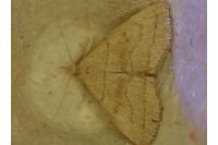 Herminia tarsicrinalis