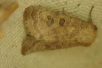 Hoplodrina octogenaria