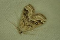 Parapoynx stratiotata