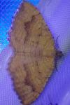 Camptogramma bilineata