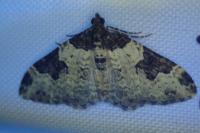 Xanthorhoe fluctuata