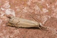 Metacrambus carectellus