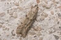 Phycitodes inquinatella