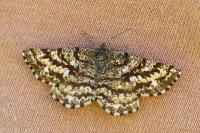 Ematurga atomaria
