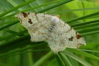 Macaria notata