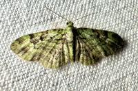 Pasiphila rectangulata