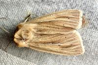 Mythimna impura